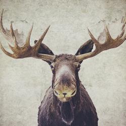Moose - Fine Art
