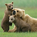 Grizzly Cubs Play With Mom by Yva Momatiuk John Eastcott