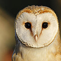 Barn Owl Beauty by Roeselien Raimond