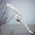 Snowy Owl In Flight by Carrie Ann Grippo-Pike