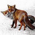 Yin Yang _ Red Fox Love by Roeselien Raimond