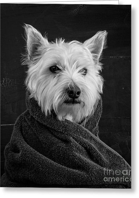 Portrait Of A Westie Dog Greeting Card