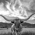 Heber Valley Longhorn by Johnny Adolphson