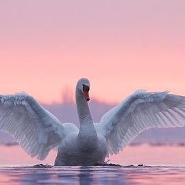 Pink Swan by Roeselien Raimond