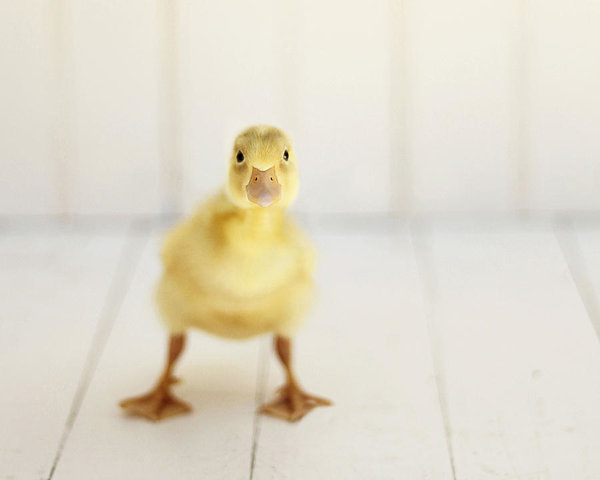 Duck Wall Art - Photograph - Ready To Rumble by Amy Tyler