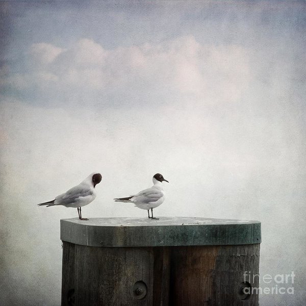 Birds Wall Art - Photograph - Seagulls by Priska Wettstein