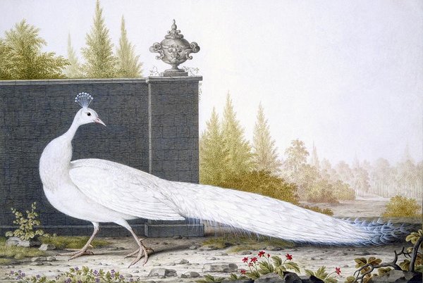 Peacock Wall Art - Painting - A White Peahen by English School