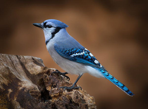 Birds Wall Art - Photograph - Blue Jay by Steve Zimic