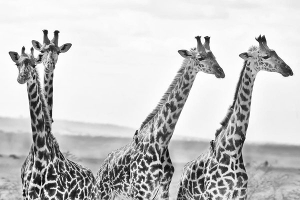 Wall Art - Photograph - Four Giraffes by Adam Romanowicz