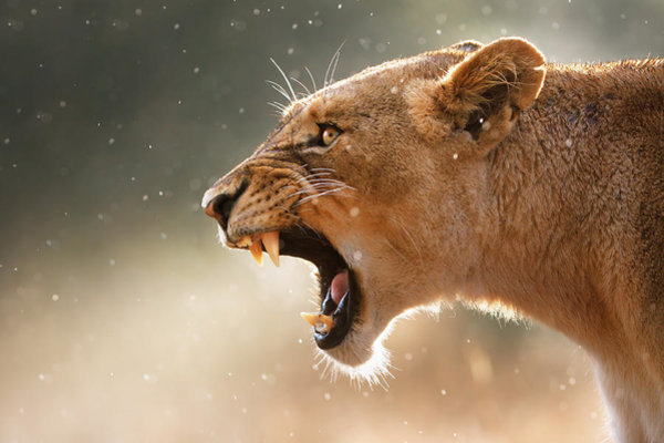 Animal Wall Art - Photograph - Lioness Displaying Dangerous Teeth In A Rainstorm by Johan Swanepoel