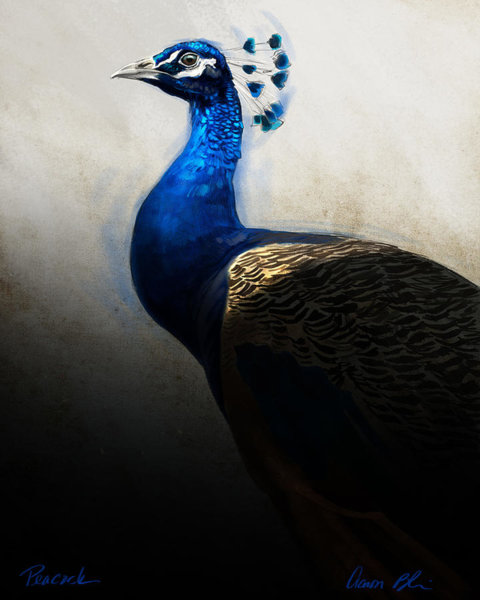 Peacock Wall Art - Digital Art - Peacock Portrait by Aaron Blaise