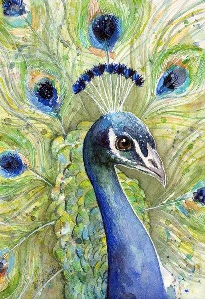 Peacock Wall Art - Painting - Peacock Watercolor Portrait by Olga Shvartsur