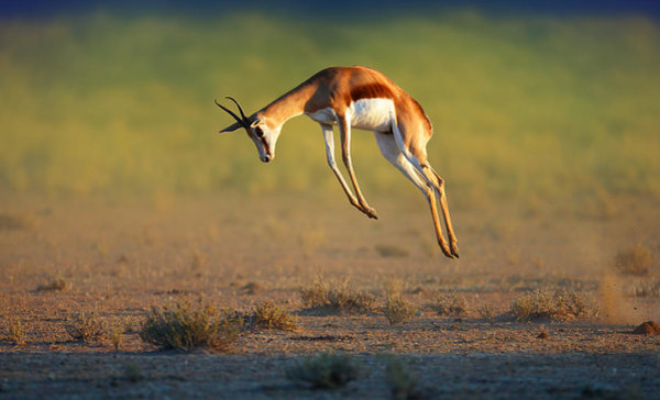 Wall Art - Photograph - Running Springbok Jumping High by Johan Swanepoel