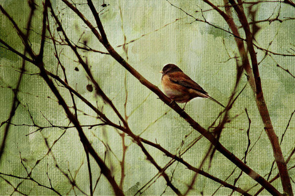 Birds Wall Art - Photograph - Sittin' In A Tree by Rebecca Cozart