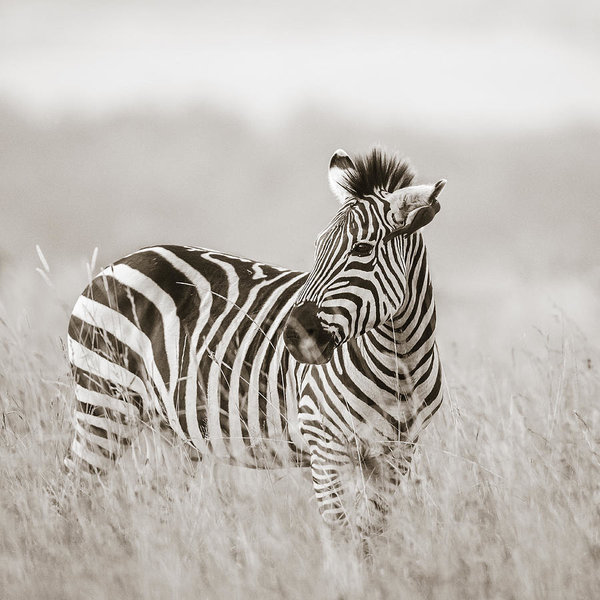 Wall Art - Photograph - Zebra Masai Mara Kenya by Regina Mueller