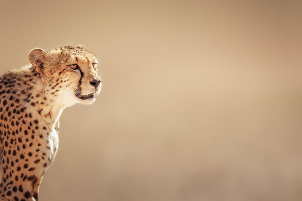 Wall Art - Photograph - Cheetah Portrait by Johan Swanepoel