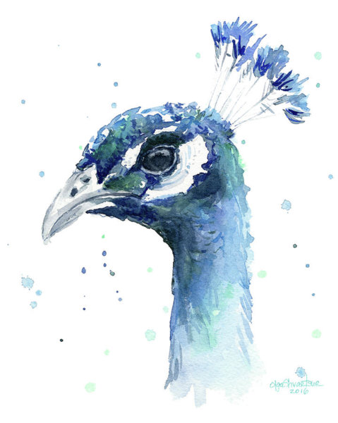 Birds Wall Art - Painting - Peacock Watercolor by Olga Shvartsur