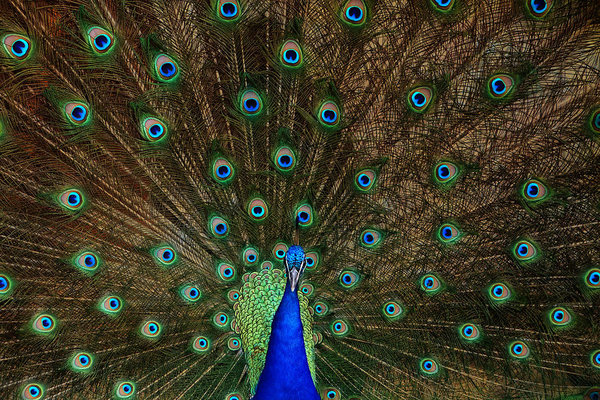 Peacock Wall Art - Photograph - Beautiful Peacock by Larry Marshall