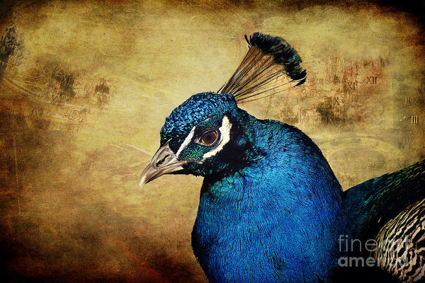 Peacock Wall Art - Photograph - Blue Peacock by Angela Doelling AD DESIGN Photo and PhotoArt