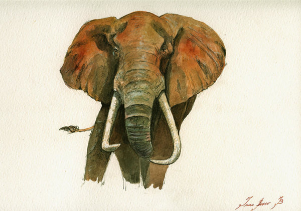 Wall Art - Painting - Elephant Painting           by Juan  Bosco