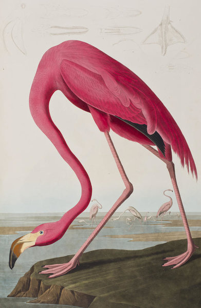 Birds Wall Art - Painting - Flamingo by John James Audubon