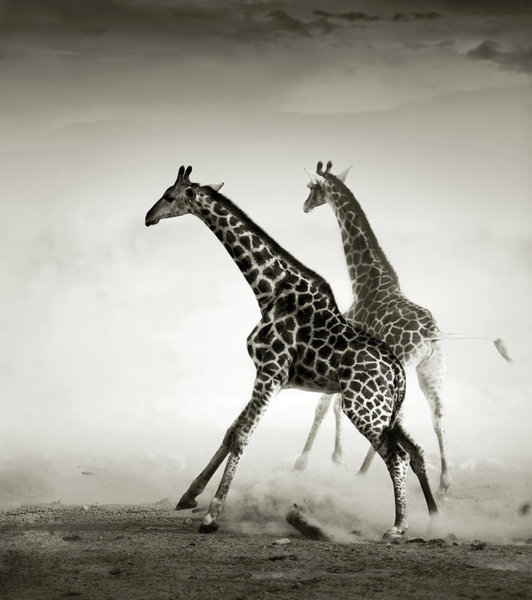 Wall Art - Photograph - Giraffes Fleeing by Johan Swanepoel