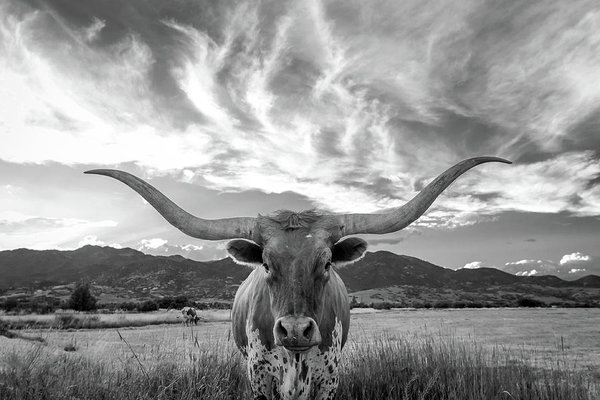 University Wall Art - Photograph - Heber Valley Longhorn by Johnny Adolphson
