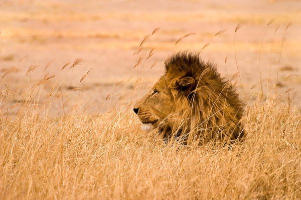 Animal Wall Art - Photograph - King Of The Pride by Adam Romanowicz