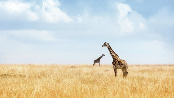 Wall Art - Photograph - Masai Giraffe In Kenya Plains by Susan Schmitz