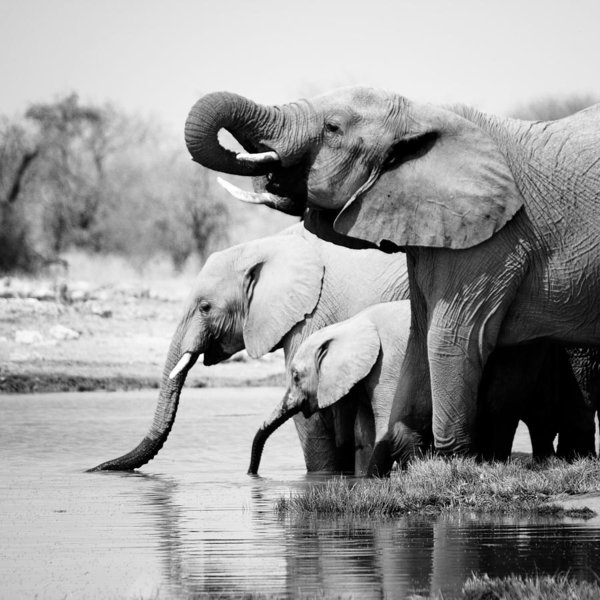 Animal Wall Art - Photograph - Namibia Elephants by Nina Papiorek