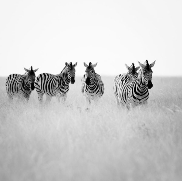 Wall Art - Photograph - Namibia Zebras II by Nina Papiorek