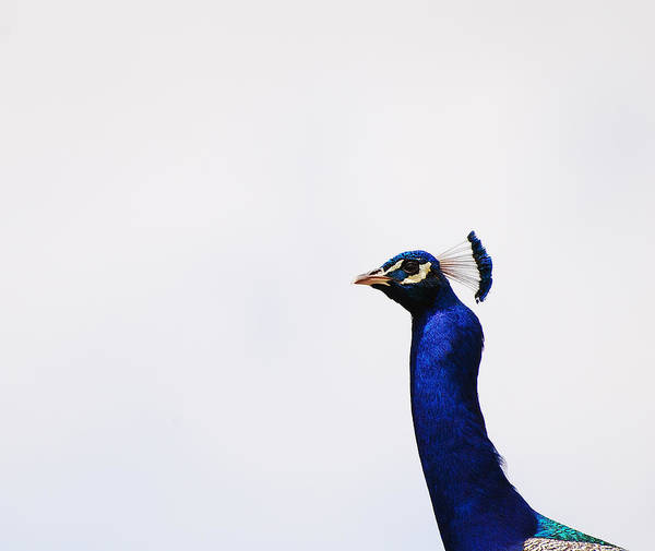 Peacock Wall Art - Photograph - Out Of Nowhere by Jean Booth