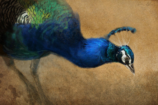 Peacock Wall Art - Digital Art - Peacock Light by Aaron Blaise
