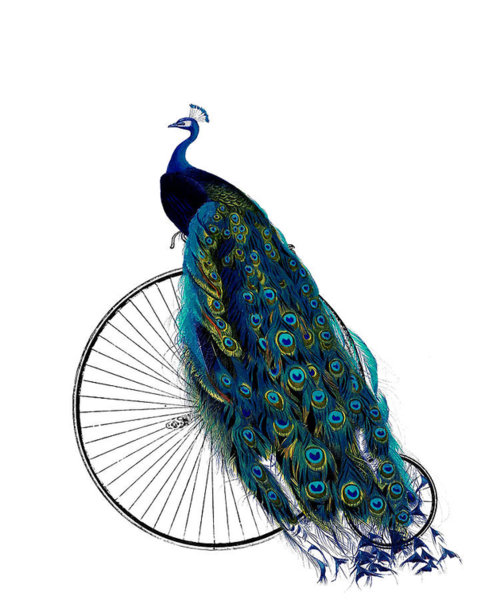 Peacock Wall Art - Digital Art - Peacock On A Bicycle, Home Decor by Madame Memento