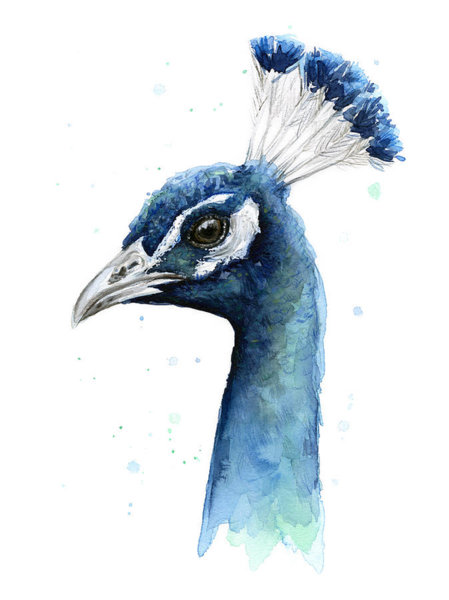 Peacock Wall Art - Painting - Peacock Watercolor by Olga Shvartsur