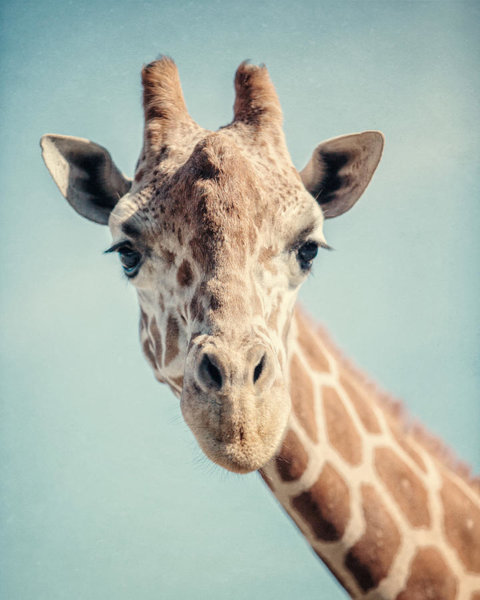 Wall Art - Photograph - The Baby Giraffe by Lisa Russo