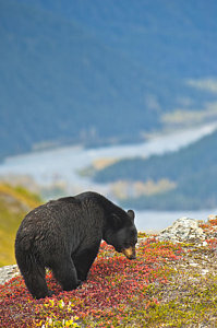 Wall Art - Photograph - A Black Bear Foraging For Berries On A by Michael Jones