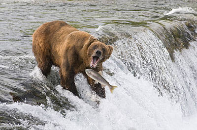 Wall Art - Photograph - Adult Brown Bear Fishing For Salmon At by Kenneth Whitten