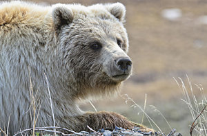 Wall Art - Photograph - Close-up Of Grizzly Bear Ursus Arctos by Kenneth Whitten