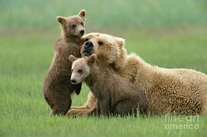 Wall Art - Photograph - Grizzly Cubs Play With Mom by Yva Momatiuk John Eastcott