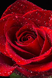 Wall Art - Photograph - Red Rose With Dew by Garry Gay