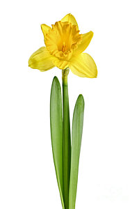 Wall Art - Photograph - Spring Yellow Daffodil by Elena Elisseeva