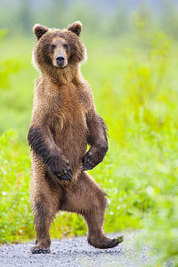 Wall Art - Photograph - The Dancing Bear by Tim Grams