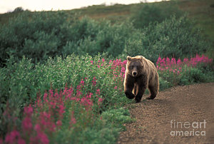 Wall Art - Photograph - Grizzly Bear by Ron Sanford