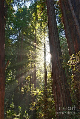 Wall Art - Photograph - Redwood Forest Of Muir Woods National Monument In San Francisco. by Jamie Pham