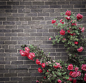 Wall Art - Photograph - Roses On Brick Wall by Elena Elisseeva
