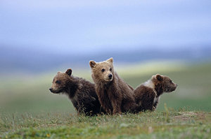 Wall Art - Photograph - 4 Young Brown Bear Cubs Huddled by Eberhard Brunner