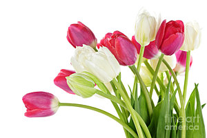 Wall Art - Photograph - Red And White Tulips by Elena Elisseeva