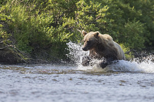 Wall Art - Photograph - A Brown Bear Chases Sockeye Salmon In A by John Hyde