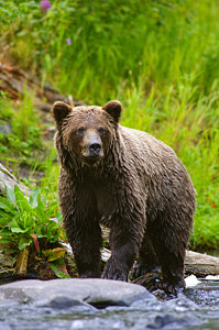 Wall Art - Photograph - A Brown Bear Fishing For Salmon On The by Michael Jones